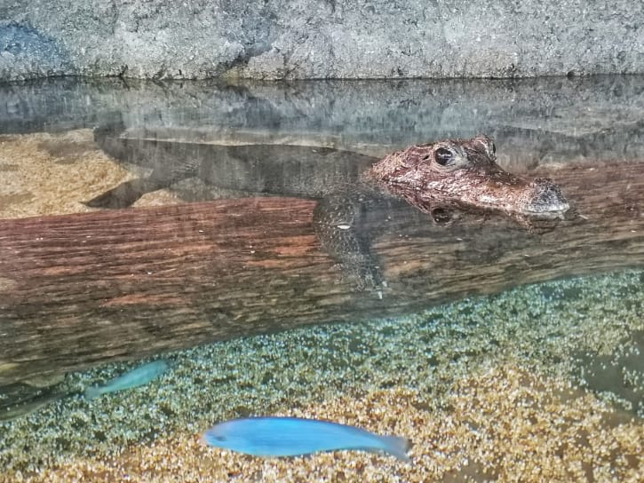 African Dwarf Crocodile