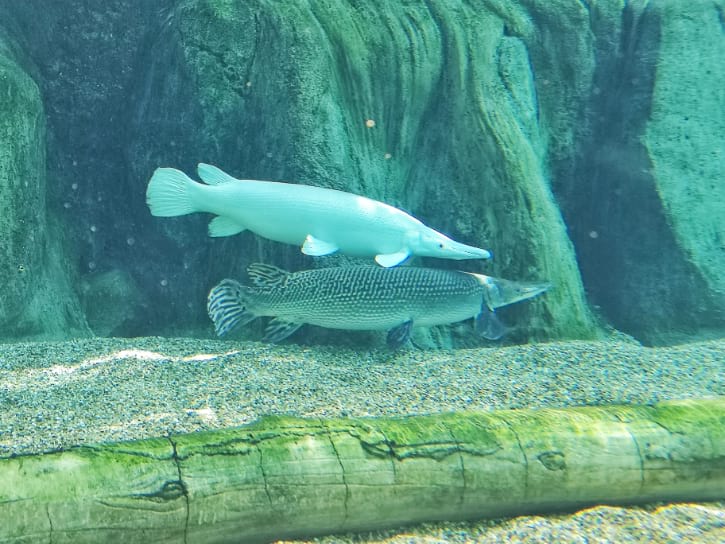 Alligator Gar