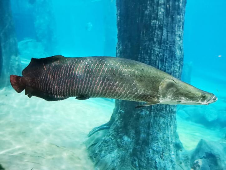 Arapaima