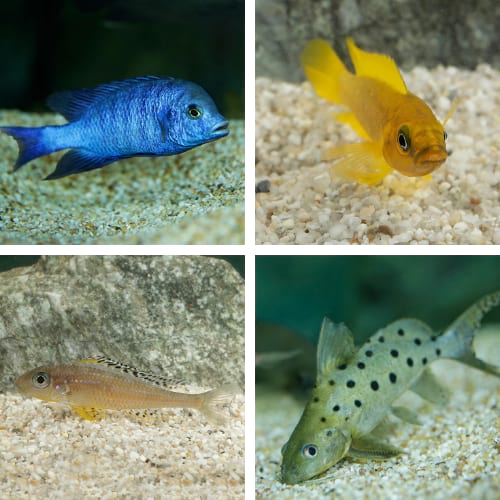 Blue Cichlid, Lemon Cichlid, Tanganyikan Butterfly Cichlid, and Large Spot Catfish