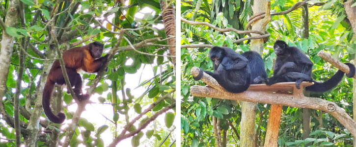 Brown-tufted Capuchins and Spider Monkeys