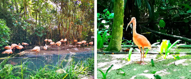 Caribbean Flamingos and Scarlet Ibis