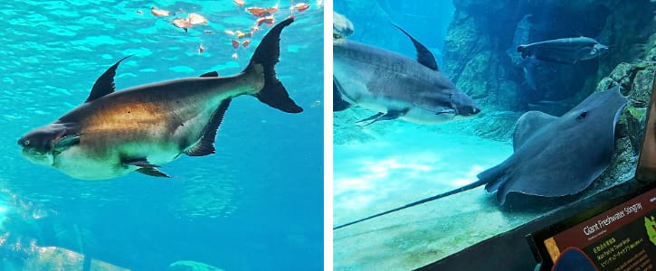 Mekong Giant Catfishes and Giant Freshwater Stingrays