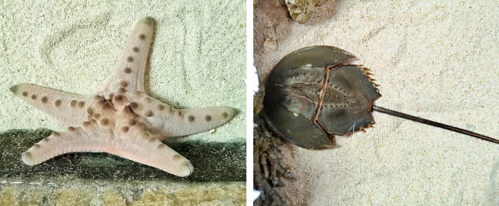 Chocolate Chip Sea Stars and Horseshoe Crabs