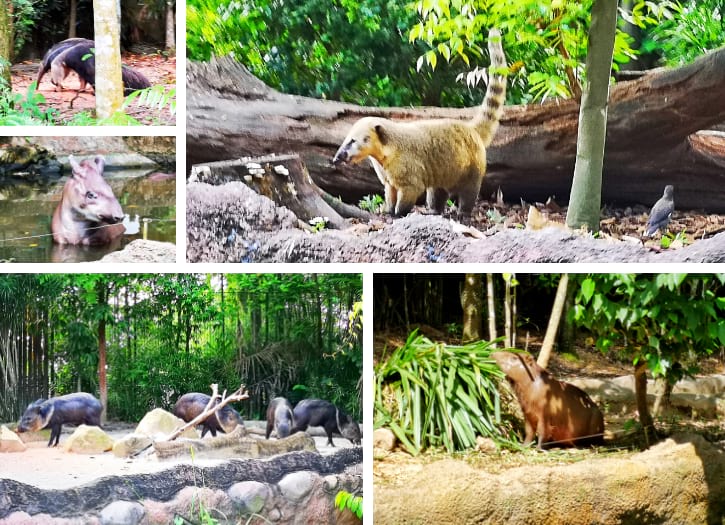 Collared Peccary, Giant Anteater, Coatimundis, Brazilian Tapir, and Capybaras