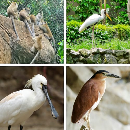 Crab-eating Macaques, Painted Storks, Eurasian Spoonbill, and Rufous Night Heron