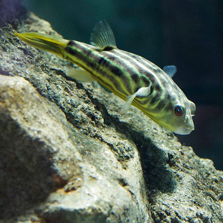 Fahaka Pufferfish