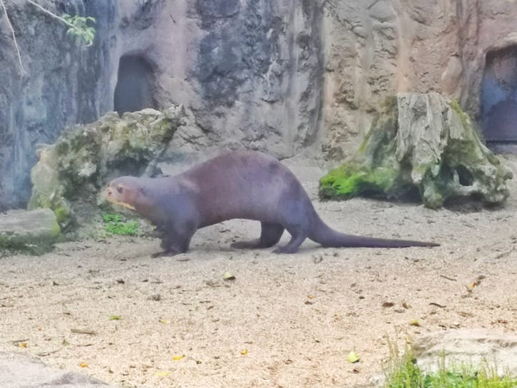 Giant River Otter