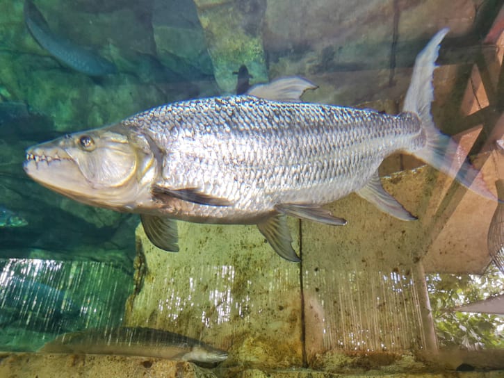 Goliath Tiger Fish