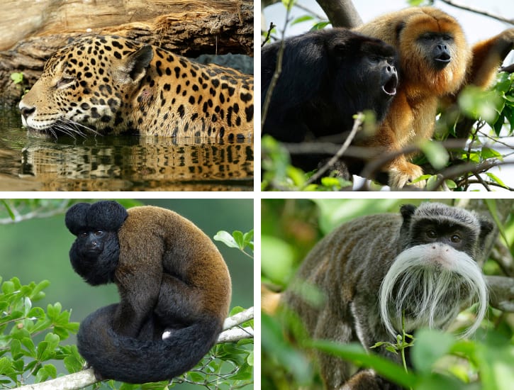 Jaguar, Black Howler Monkey, Bearded Saki, and Emperor Tamarin