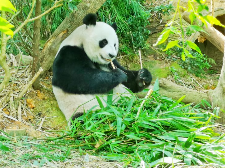 Jia Jia Panda