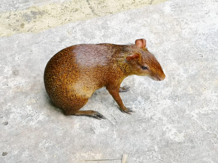 Little Capybara