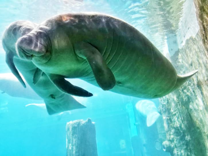 Manatees