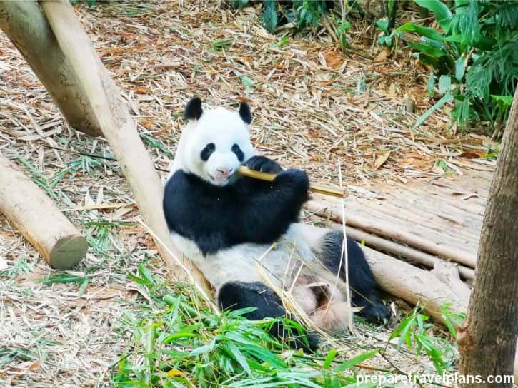 river safari panda viewing