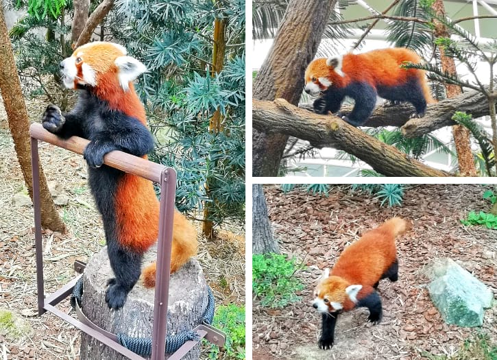 Red Panda