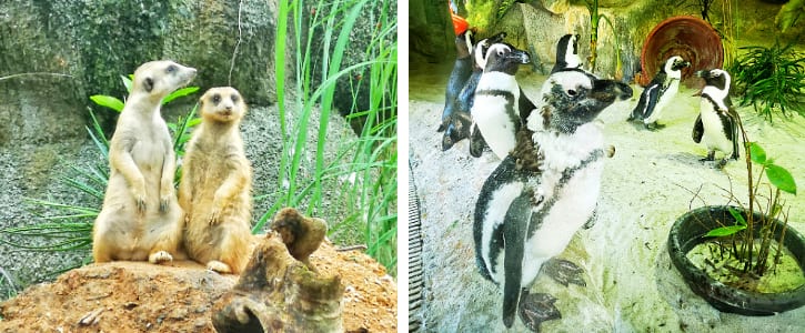 amazon river safari singapore