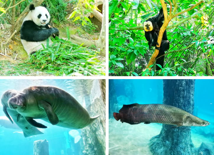 River Safari Singapore Review and Guide