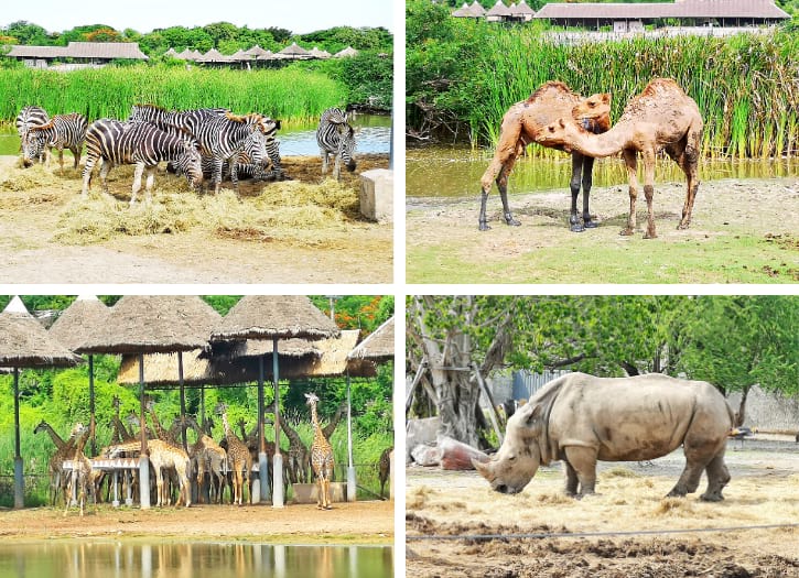 Zebras, Camels, Giraffes and White Rhinoceros