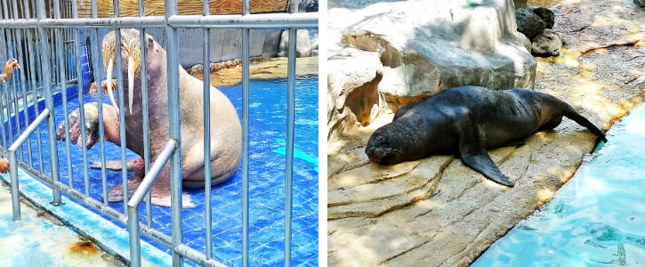 Walruses and Sea Lions