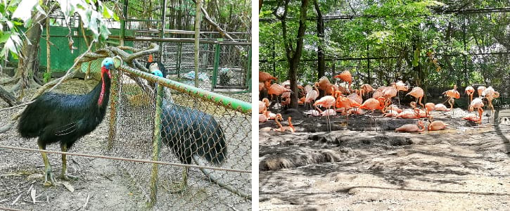 Cassowaries and Cuban Flamingo