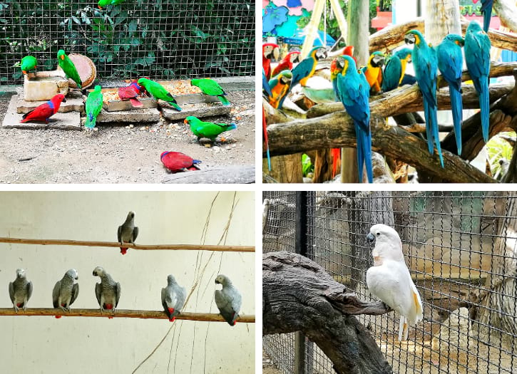 Eclectus Parrots, Macaws, African Grey Parrots and Moluccan Cockatoo