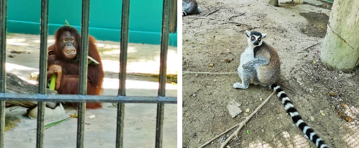 Orangutans and Ring-tailed Lemurs