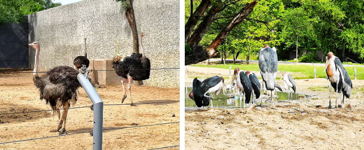 Ostriches and Marabou Storks