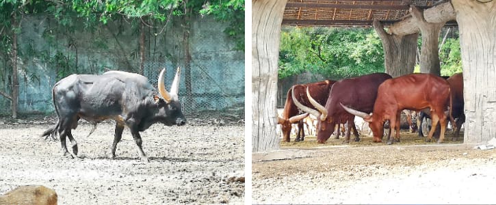 Gaur and Watusi