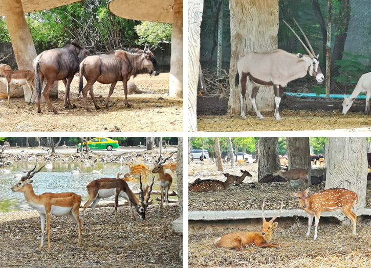 Wildebeests, Oryxes, Impala and Fallow Deer