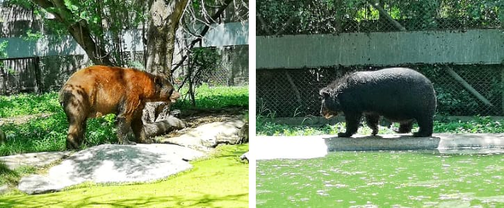 Brown Bears and Black Bears