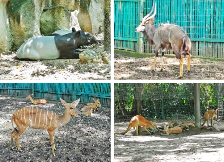 Malayan Tapirs, Kudus, Fallow Deer and Agile Wallabies