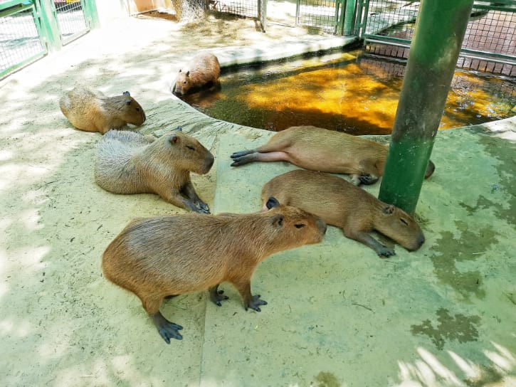 Capybara