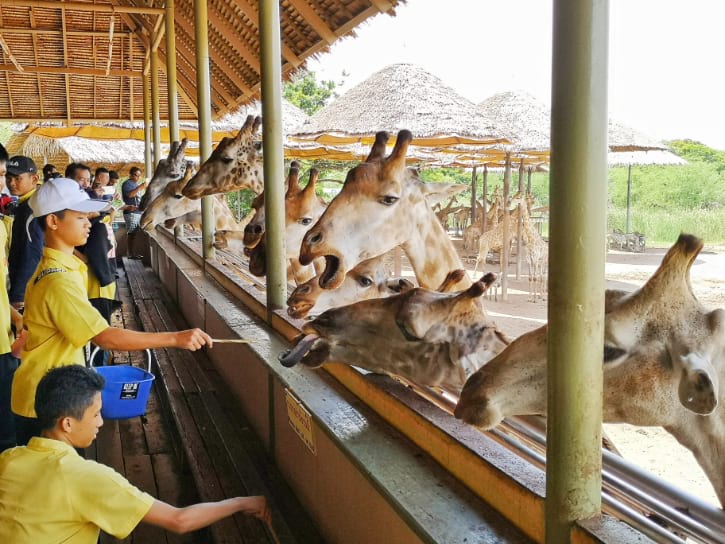 safari world bangkok feeding times