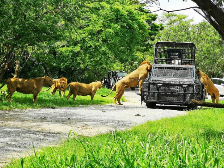 Lions Feeding Show at Safari Park