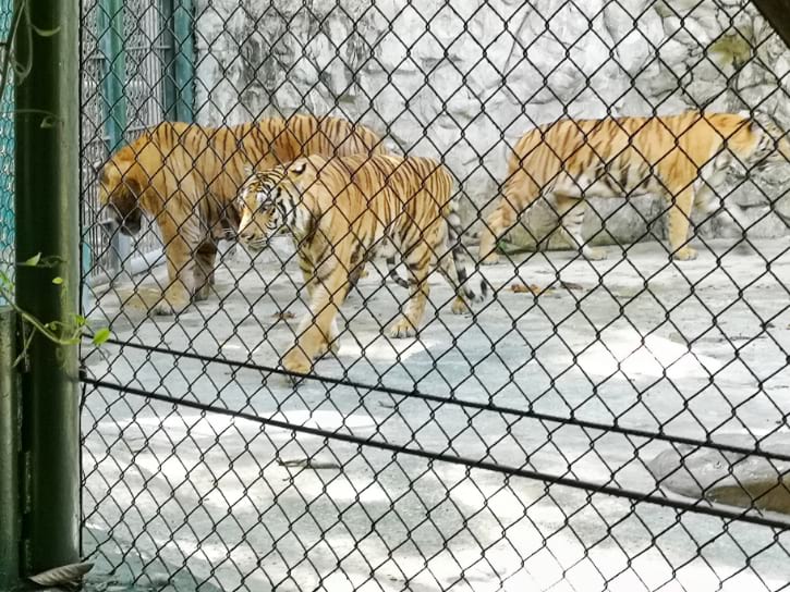 Malayan Tigers