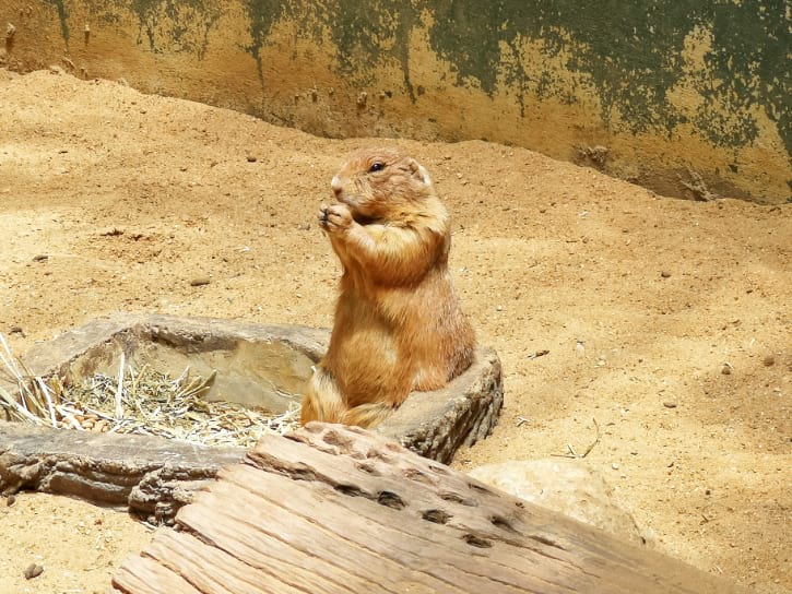 Prairie Dog