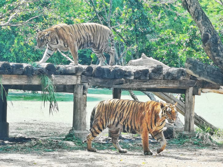 jungle safari in bangkok