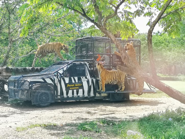 Tigers Feeding Show at Safari Park