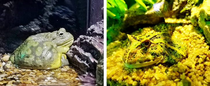 Bullfrog and Argentine Horned Frog