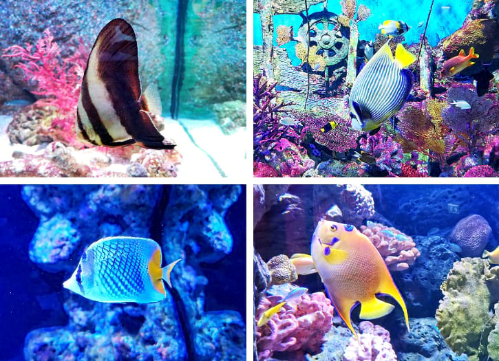 Batfishes, Angelfishes, and Butterflyfishes