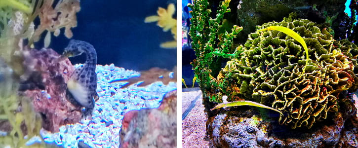 Big-belly Seahorses and Alligator Pipefishes