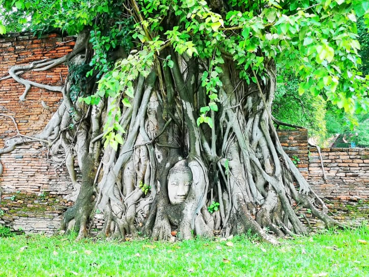 Buddha Head Entwined Banyan Tree Roots