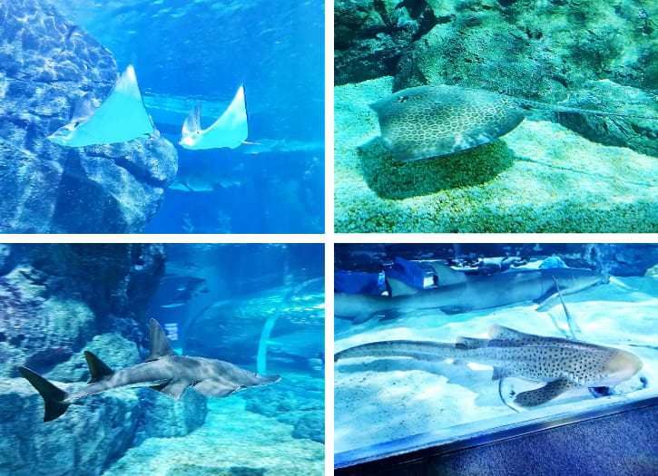 Eagle Rays, Leopard Whiprays, Shovel Nose Rays, and Leopard Sharks