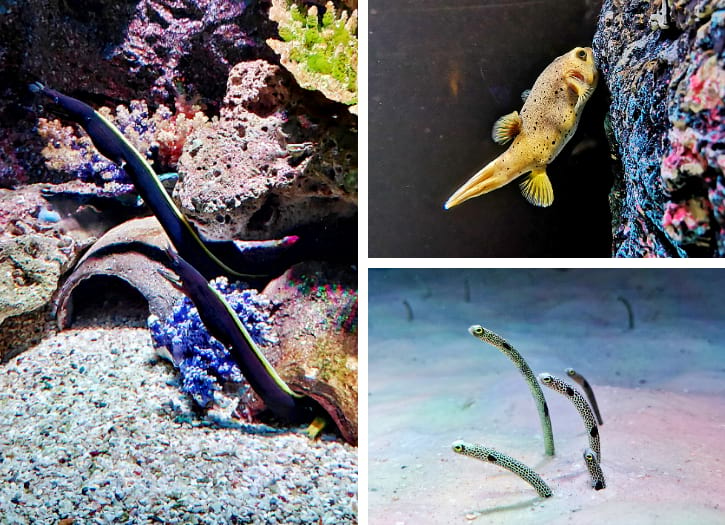 Ribbon Eels, Spotted Garden Eels, and Dog-faced Pufferfish