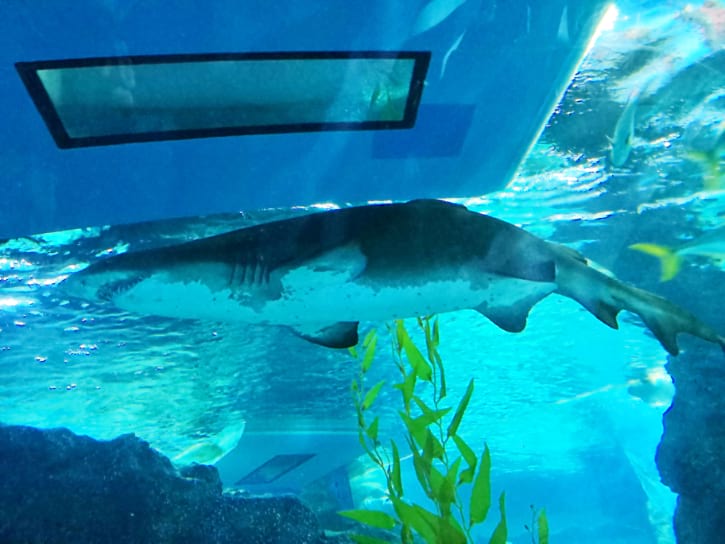 Glass Bottom Boat Shark Encounter