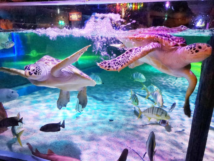 Green Sea Turtles