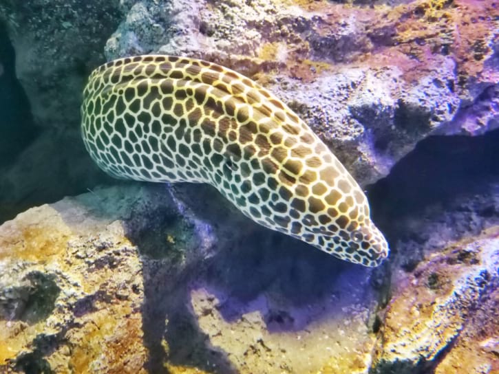 Honeycomb Morays