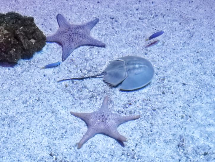 Horseshoe Crab and Sea Star