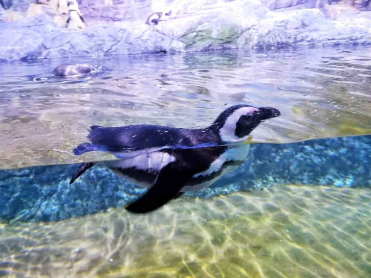 Jackass Penguins Swimming