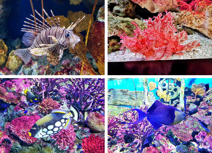 Lionfish, Scorpionfish, and Triggerfishes